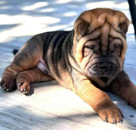 Shar Pei puppy for sale by RYNKLS