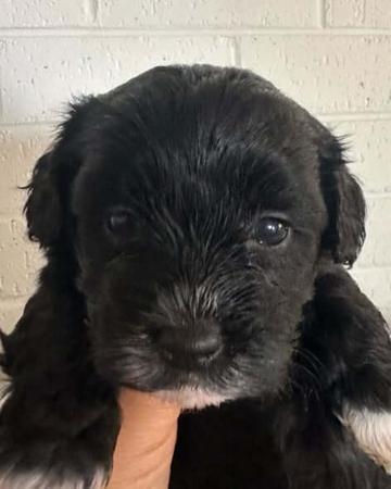 Havanese puppy for sale by HAVABELLA