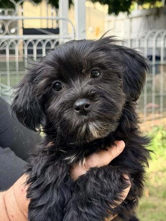 Havanese puppy for sale by HAVABELLA