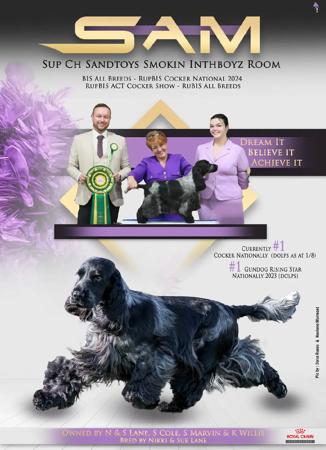 Cocker Spaniel for sale by SANDTOYS