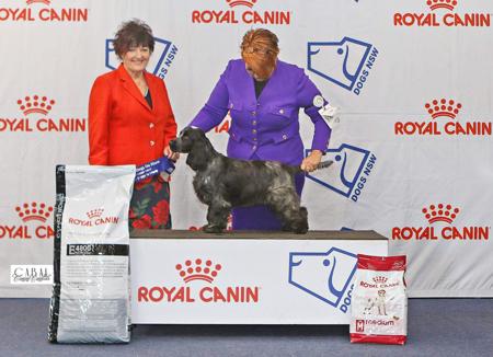 Cocker Spaniel for sale by SANDTOYS