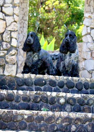 Cocker Spaniel for sale by SANDTOYS