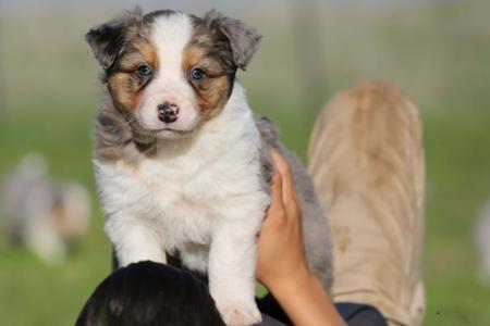 Border Collie puppy for sale by UKHOZIBORDERCOLLIES