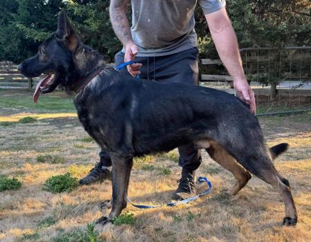 German Shepherd Dog puppy for sale by KOVACSKENNELS