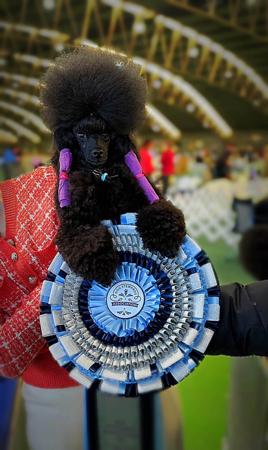 Poodle (Miniature) puppy for sale by JENUIN