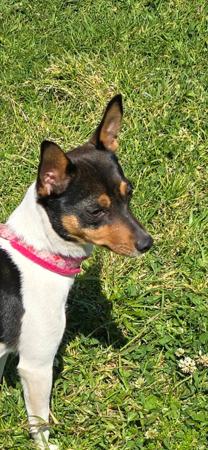Tenterfield Terrier for sale by KREELAPARK