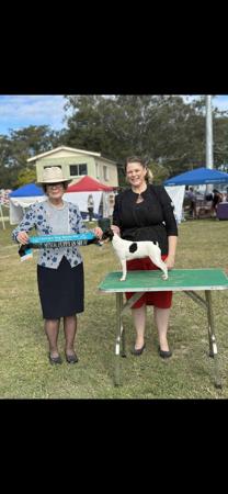 Tenterfield Terrier for sale by KREELAPARK