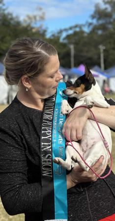 Tenterfield Terrier for sale by KREELAPARK