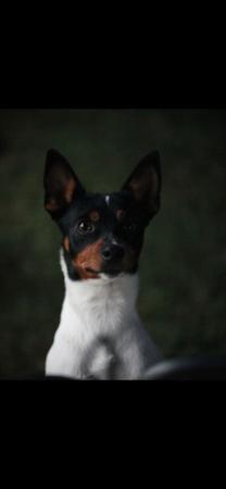 Tenterfield Terrier for sale by KREELAPARK