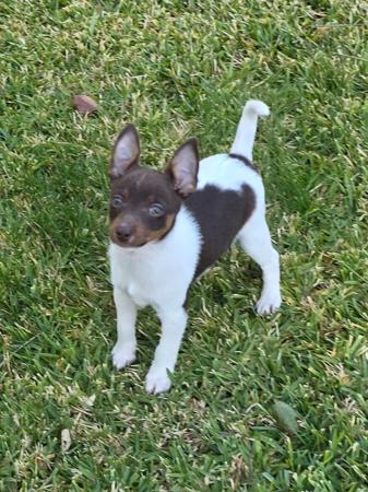 Tenterfield Terrier for sale by KREELAPARK