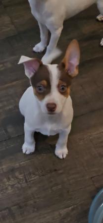 Tenterfield Terrier puppy for sale by KREELAPARK