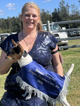 Aust Gr Ch Triagen Troopers Cool Ace Tenterfield Terrier