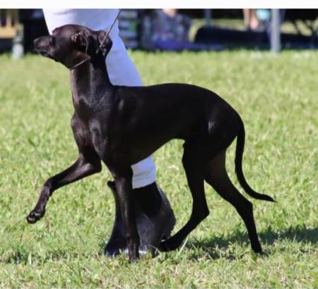 Italian Greyhound for sale by DARRINGRIMES66GMAI