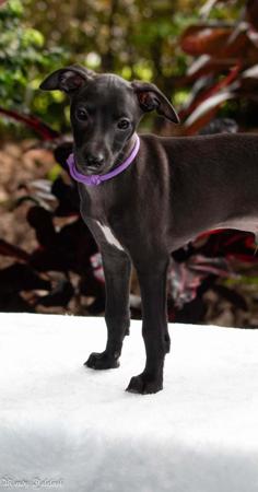 Italian Greyhound puppy for sale by DARRINGRIMES66GMAI