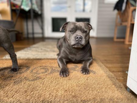 Staffordshire Bull Terrier for sale by HIGHLANDBLUE