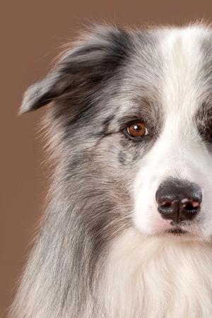 Border Collie for sale by WOOKAJUE