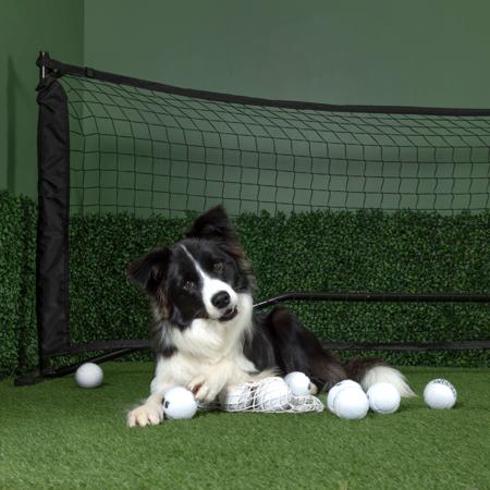 Border Collie for sale by WOOKAJUE