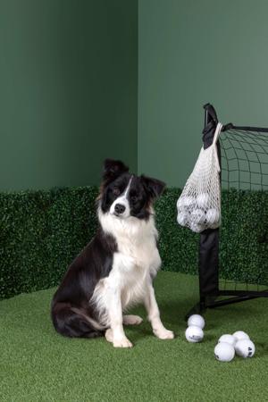 Border Collie for sale by WOOKAJUE
