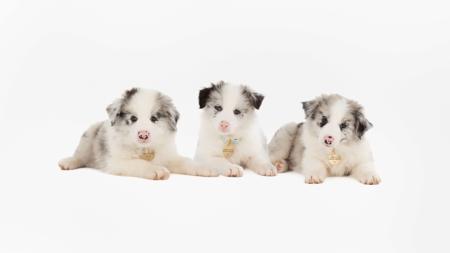 Border Collie for sale by WOOKAJUE