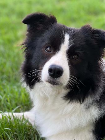 Border Collie for sale by WOOKAJUE