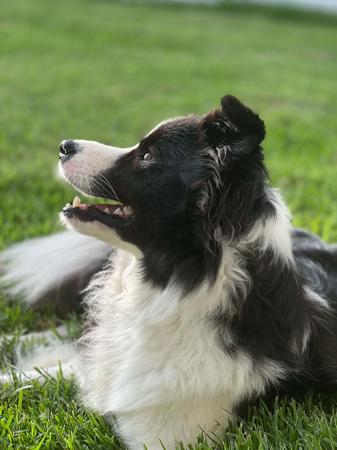 Border Collie for sale by WOOKAJUE