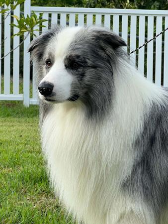 Border Collie for sale by WOOKAJUE