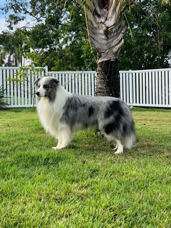 Border Collie for sale by WOOKAJUE