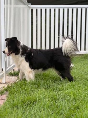 Border Collie for sale by WOOKAJUE