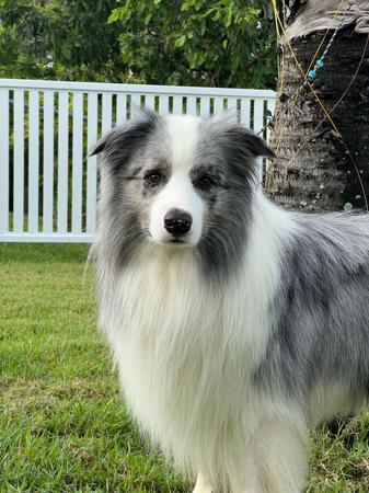 Border Collie for sale by WOOKAJUE