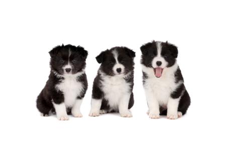 Border Collie for sale by WOOKAJUE