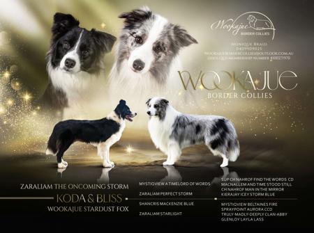 Border Collie puppy for sale by WOOKAJUE