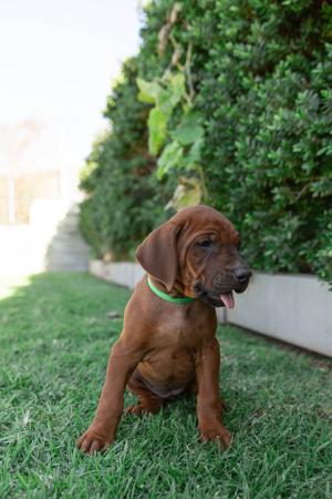 Rhodesian Ridgeback for sale by SPONTANFIN