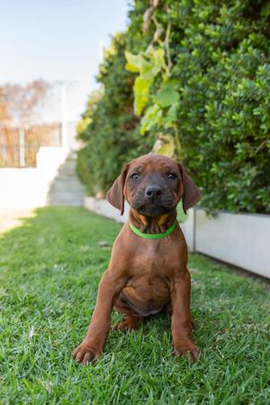 Rhodesian Ridgeback for sale by SPONTANFIN