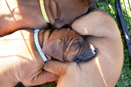 Rhodesian Ridgeback for sale by SPONTANFIN