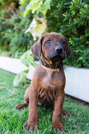 Rhodesian Ridgeback for sale by SPONTANFIN