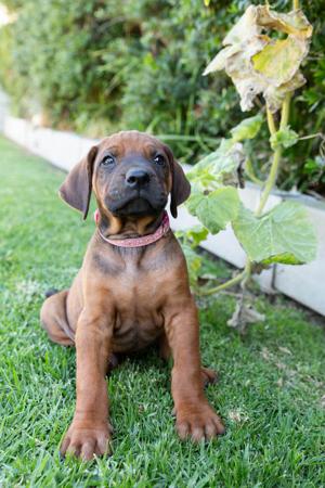 Rhodesian Ridgeback for sale by SPONTANFIN