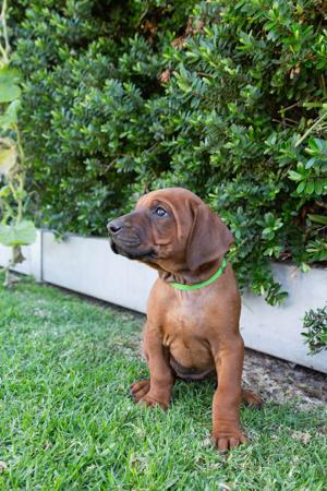 Rhodesian Ridgeback for sale by SPONTANFIN