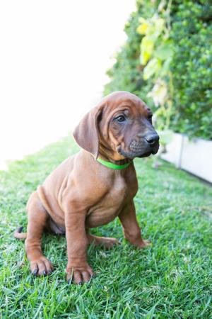 Rhodesian Ridgeback for sale by SPONTANFIN