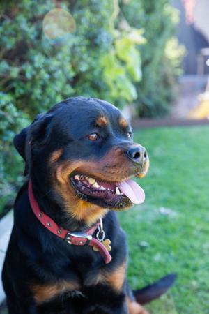 Rottweiler for sale by SPONTANFIN