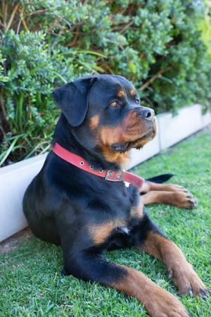 Rottweiler for sale by SPONTANFIN
