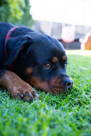 Rottweiler for sale by SPONTANFIN