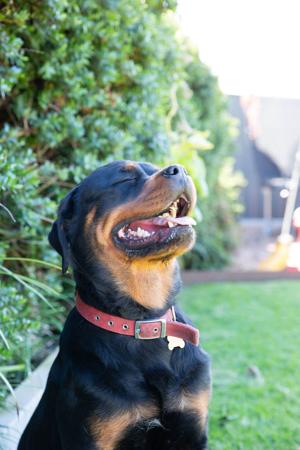 Rottweiler for sale by SPONTANFIN