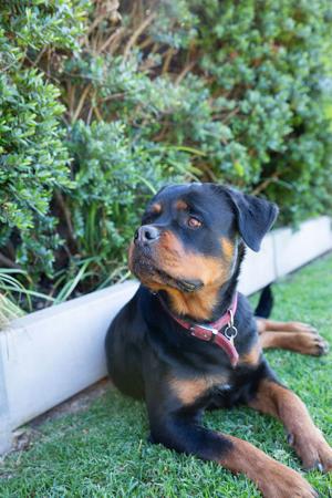 Rottweiler for sale by SPONTANFIN