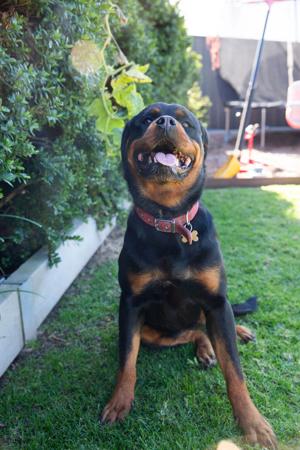 Rottweiler for sale by SPONTANFIN