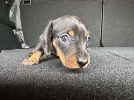 Dachshund (Miniature Smooth Haired) puppy for sale by MICHEALWILLIAMS