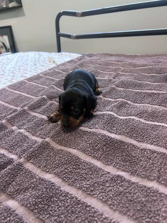 Dachshund (Miniature Smooth Haired) puppy for sale by MICHEALWILLIAMS
