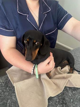 Dachshund (Miniature Smooth Haired) dog for sale by MICHEALWILLIAMS