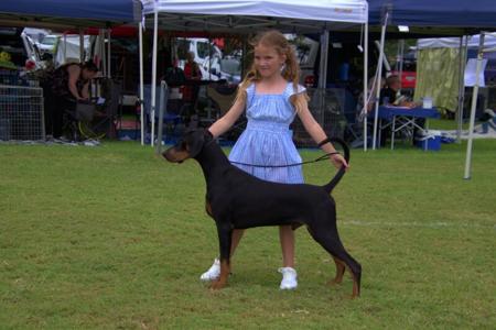 Dobermann for sale by TAGJAGER