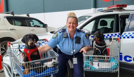 Dobermann for sale by TAGJAGER