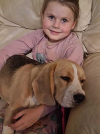 Beagle for sale by TAGJAGER